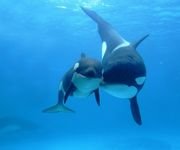 pic for Orca Killer Whale Under Sea 